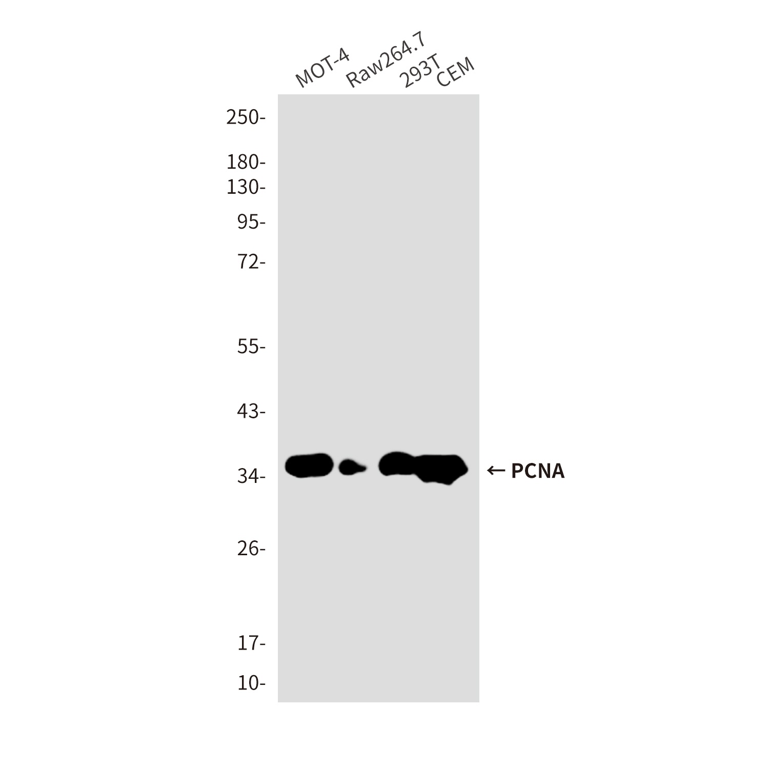 PCNA (9C9) Mouse mAb