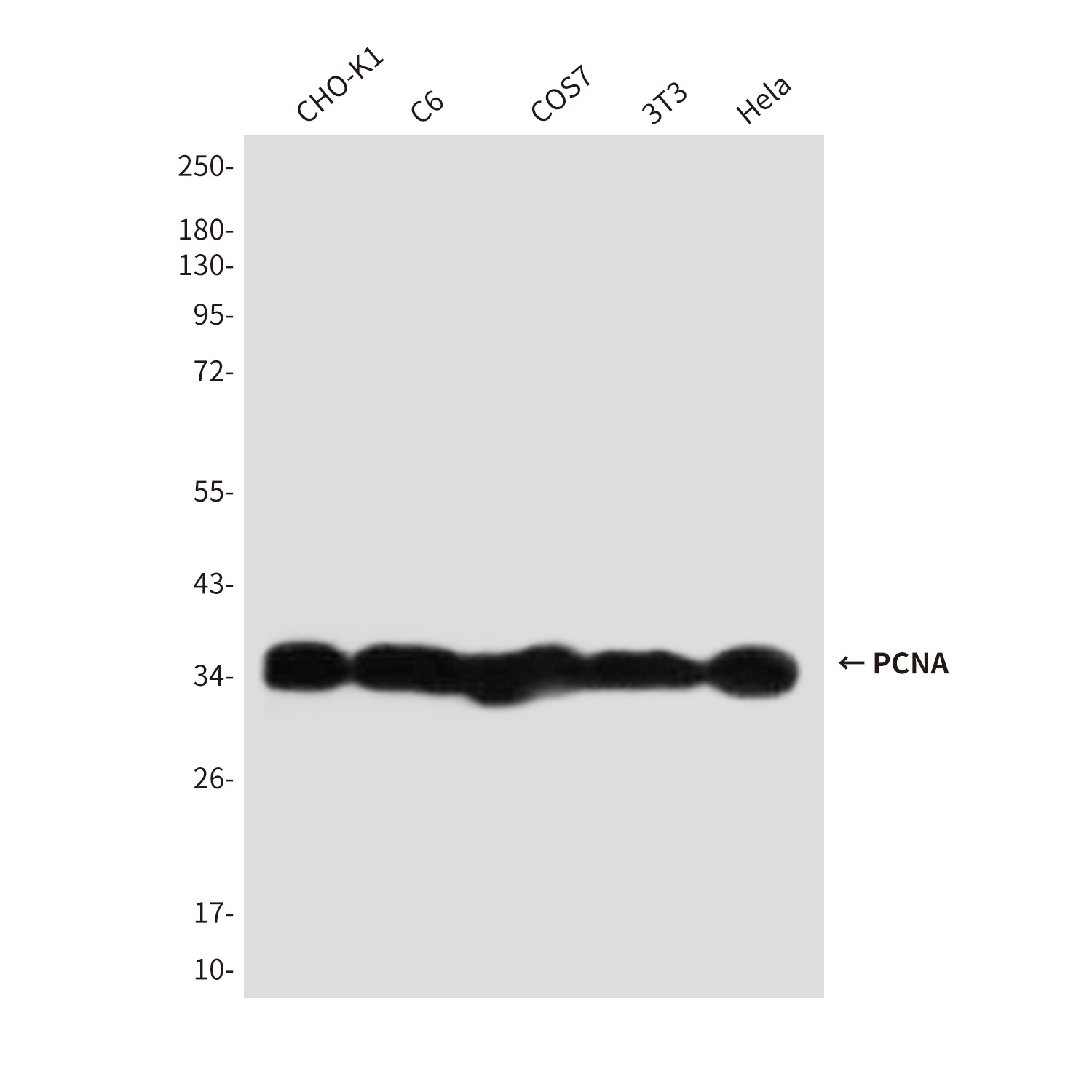 PCNA Antibody