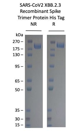 SARS-COV-2-XBB.2.3 Omicron Variant Recombinant Spike Trimer His Tag