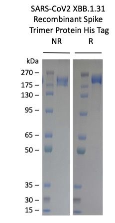 SARS-COV-2-XBB.1.31 Omicron Variant Recombinant Spike Trimer His Tag