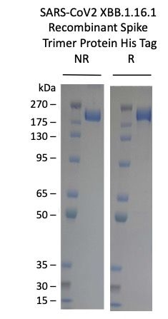 SARS-COV-2-XBB.1.16.1 Omicron Variant Recombinant Spike Trimer His Tag