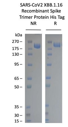 SARS-COV-2-XBB.1.16 Omicron Variant Recombinant Spike Trimer His Tag