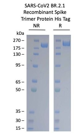 SARS-CoV2-BR.2.1 Omicron Variant Recombinant Spike Trimer His Tag