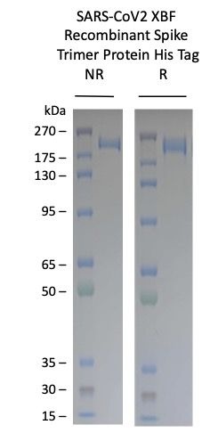 SARS-CoV2-XBF Omicron Variant Recombinant Spike Trimer His Tag