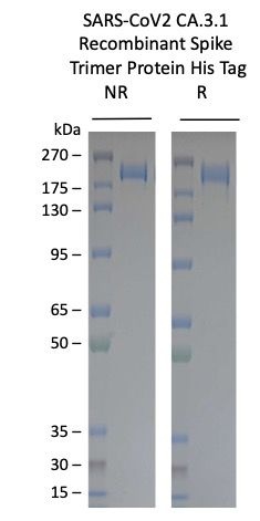 SARS-CoV2-CA.3.1 Omicron Variant Recombinant Spike Trimer His Tag
