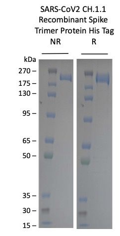 SARS-CoV2-CH.1.1 Omicron Variant Recombinant Spike Trimer His Tag