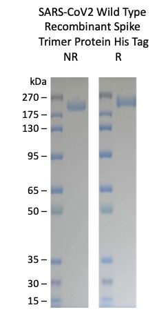 SARS-CoV-2 Wuhan Variant Recombinant Spike Trimer His Tag