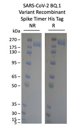 SARS-CoV2 BQ.1 Omicron Variant Recombinant Spike Trimer His Tag