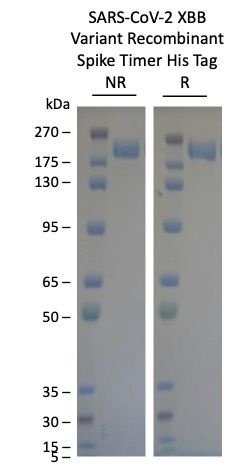 SARS-CoV-2 XBB G252 Omicron Variant Recombinant Spike Trimer His Tag