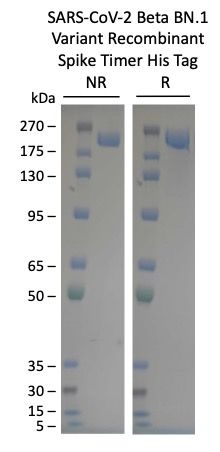 SARS-CoV-2 BN.1 Omicron Variant Recombinant Spike Trimer His Tag