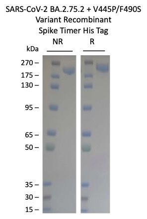 SARS-CoV-2 BA.2.75.2+V445P/F490S Omicron Variant Recombinant Spike Trimer His Tag