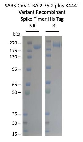 SARS-CoV-2 BA.2.75.2+K444T Omicron Variant Recombinant Spike Trimer His Tag