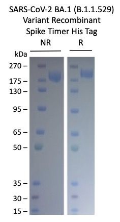 SARS-CoV2 BA.1 (B.1.1.529) Omicron Variant Recombinant Spike Trimer His Tag