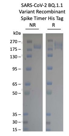 SARS-CoV2 BQ.1.1 Omicron Variant Recombinant Spike Trimer His Tag