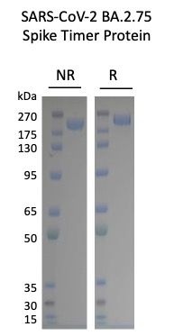 SARS-CoV-2 BA.2.75 Omicron Variant Recombinant Spike Trimer His Tag