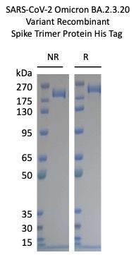 SARS-CoV-2 BA.2.3.20 Omicron Variant Recombinant Spike Trimer His Tag