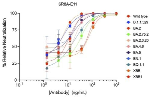 SARS-CoV-2 6R8A-E11 Human Neutralizing mAb Antibody