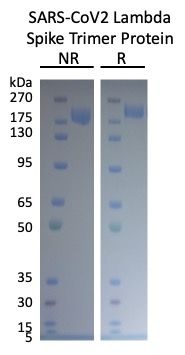 SARS-CoV-2 Lambda (C.37) Variant Recombinant Spike Trimer His Tag