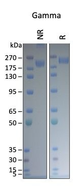 SARS-CoV-2 Gamma (P.1) Variant Recombinant Spike Trimer His Tag