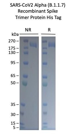 SARS-CoV-2 Alpha B.1.1.7 Variant Recombinant Spike Trimer His Tag
