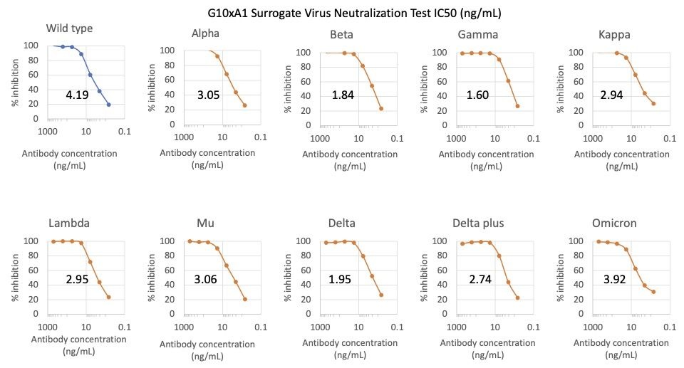 SARS-CoV2 Human Neutralizing mAb (G10xA1) Antibody