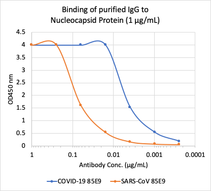 SARS-CoV-2 Nucleoprotein (NP) (85E9) rabbit mAb Antibody