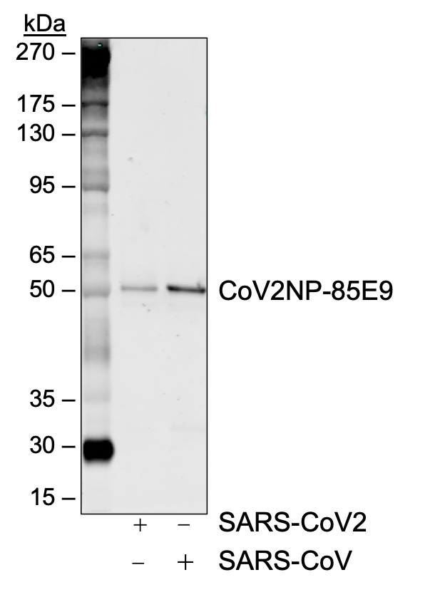 SARS-CoV-2 Nucleoprotein (NP) (85E9) rabbit mAb Antibody