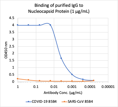 SARS-CoV-2 Nucleoprotein (NP) (85B4) rabbit mAb Antibody
