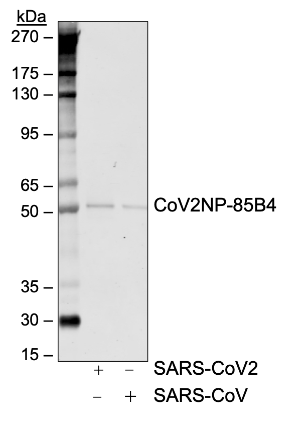 SARS-CoV-2 Nucleoprotein (NP) (85B4) rabbit mAb Antibody