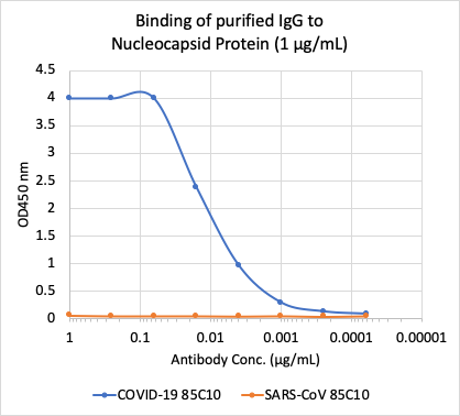SARS-CoV-2 Nucleoprotein (NP) (85C10) rabbit mAb Antibody