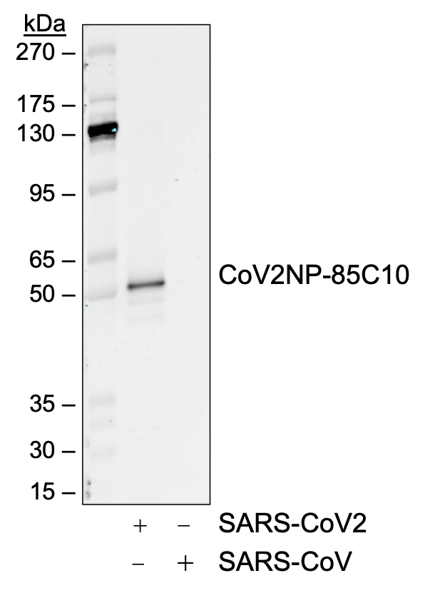 SARS-CoV-2 Nucleoprotein (NP) (85C10) rabbit mAb Antibody