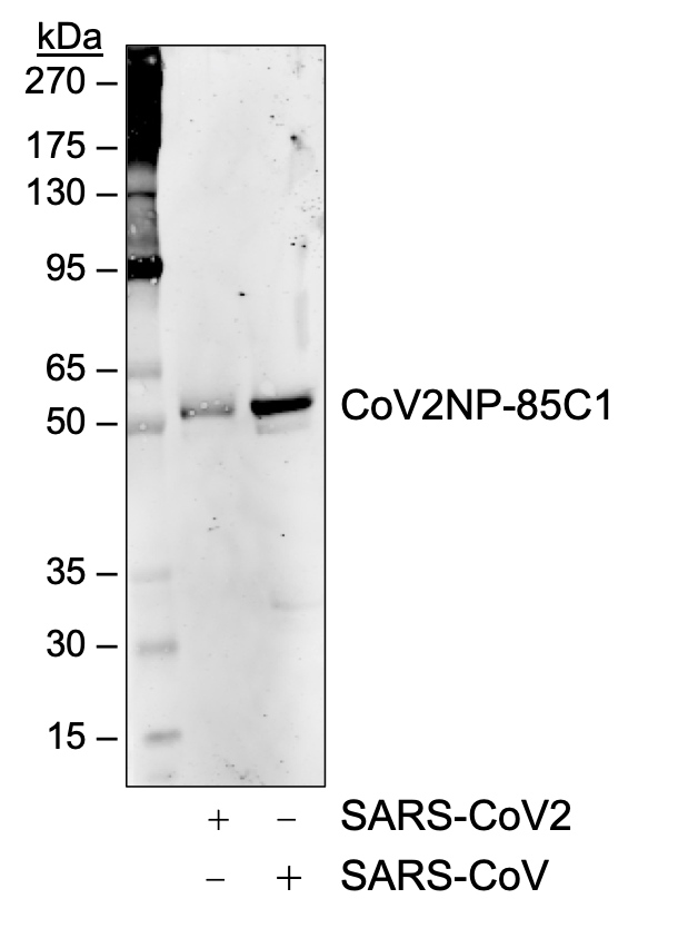 SARS-CoV-2 Nucleoprotein (NP) (85C1) rabbit mAb Antibody