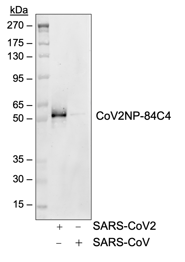 SARS-CoV-2 Nucleoprotein (NP) (84C4a) rabbit mAb Antibody