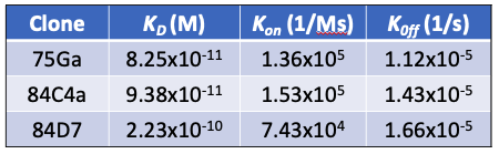SARS-CoV-2 Nucleoprotein (NP) (84C4a) rabbit mAb Antibody