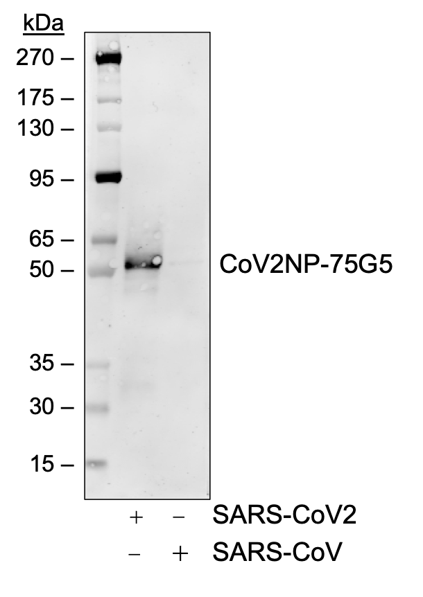 Recommended Pair - SARS-CoV-2 Nucleoprotein (NP) (75G5a) rabbit mAb Antibody