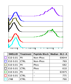 Phospho-Jak3 (Tyr980/981) (E10) rabbit mAb Antibody