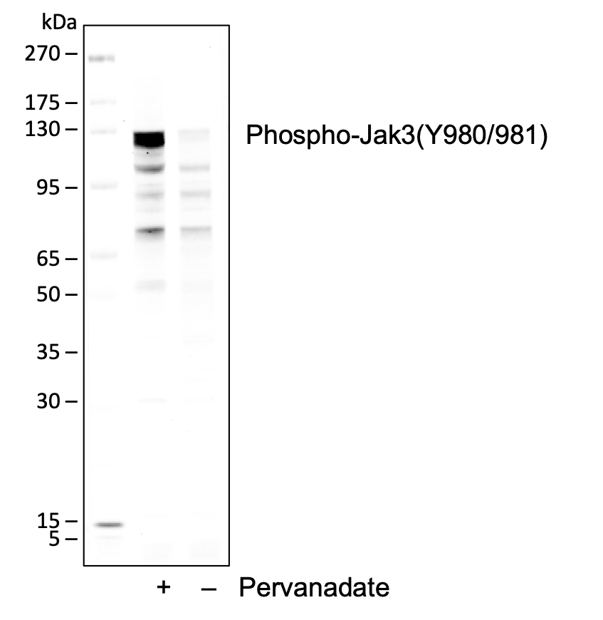 Phospho-Jak3 (Tyr980/981) (E10) rabbit mAb Antibody