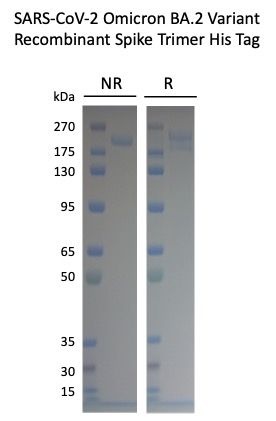 SARS-CoV-2 BA.2 Omicron Variant Recombinant Spike Trimer His Tag