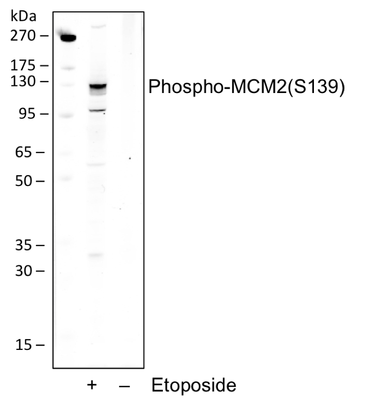 Phospho-MCM2 (Ser139) (B12) rabbit mAb Antibody