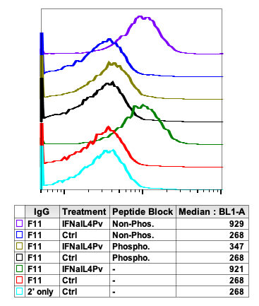 Phospho-Jak1 (Tyr1022/1023) (F11) rabbit mAb Antibody