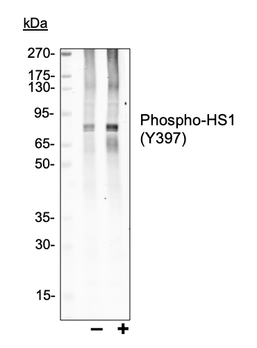 Phospho-HS1 (Tyr397) (F12) rabbit mAb Antibody