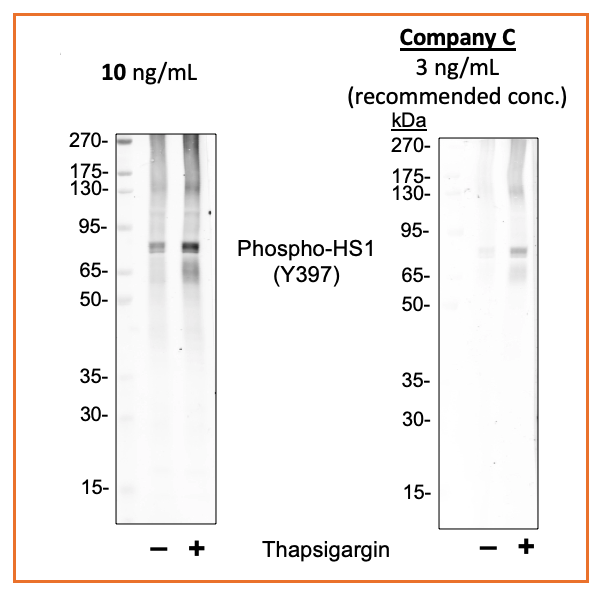 Phospho-HS1 (Tyr397) (F12) rabbit mAb Antibody