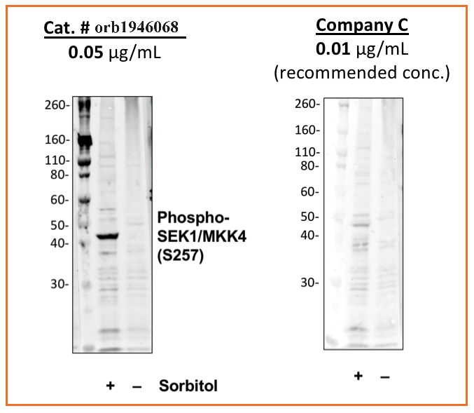 Phospho-SEK1/MKK4 (Ser257) (C5) rabbit mAb Antibody