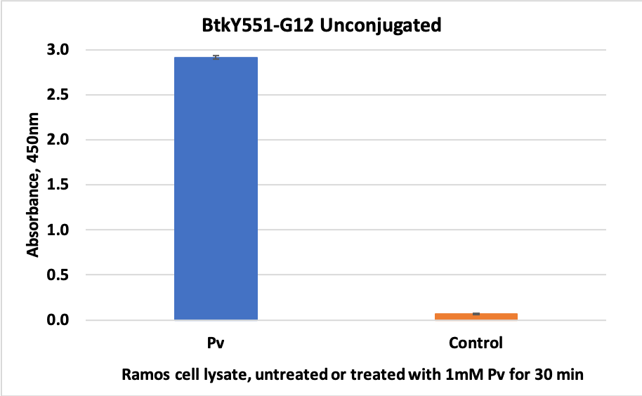 Phospho-Btk (Tyr551) (G12) rabbit mAb Antibody