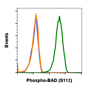 Phospho-BAD (Ser112) (B9) rabbit mAb Antibody