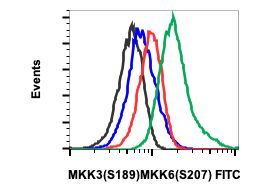 Phospho-MKK3 (Ser189)/MKK6 (Ser207) (D3) rabbit mAb FITC conjugate Antibody