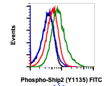 Phospho-Ship2 (Tyr1135) (1D2) rabbit mAb FITC conjugate Antibody