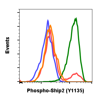 Phospho-Ship2 (Tyr1135) (1D2) rabbit mAb Antibody