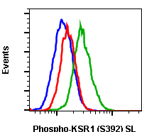 Phospho-KSR1 (Ser392) (3A4) rabbit mAb SureLight488 conjugate Antibody