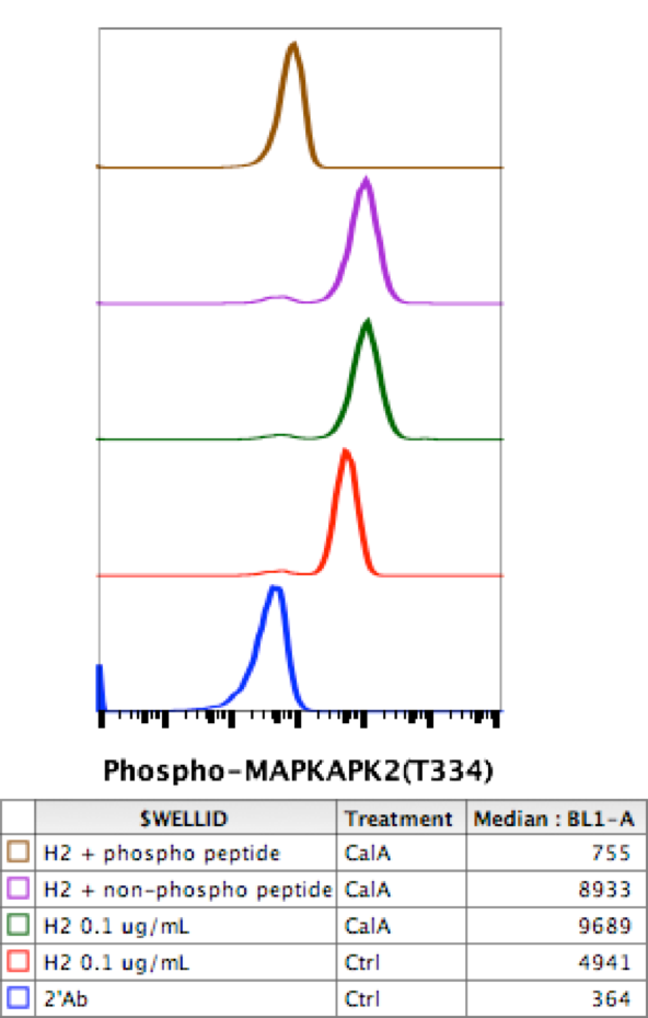Phospho-MAPKAPK2 (Thr334) (H2) rabbit mAb Antibody